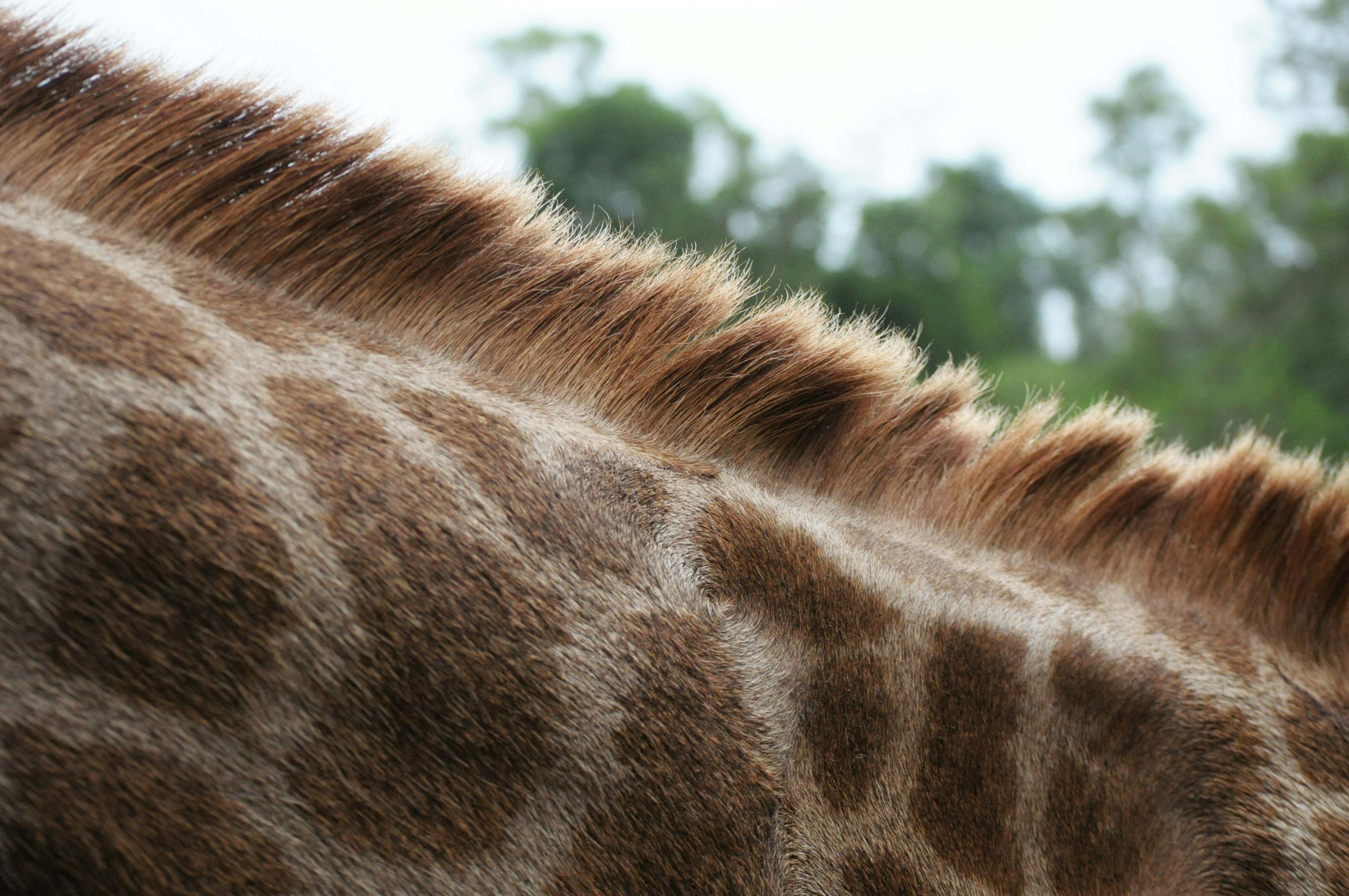 brown giraffe neck during daytime